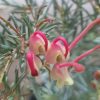 GREVILLEA LARA'S DWARF 140MM - Image 3