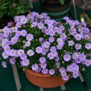 BRACHYSCOME MAUVE DELIGHT 150MM