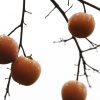PERSIMMON FUYU 250MM - Image 2