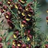 BORONIA MEGASTIGMA BROWN 140MM - Image 2