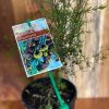 BORONIA MEGASTIGMA BROWN 140MM