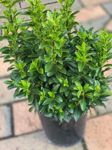 EUONYMUS TOM THUMB 140MM | The Garden Feast