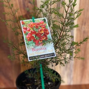 BORONIA JACK MAQUIRES RED 150MM