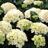 HYDRANGEA WHITE BALL 200MM