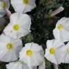 CONVOLVULUS CNEORUM 140MM