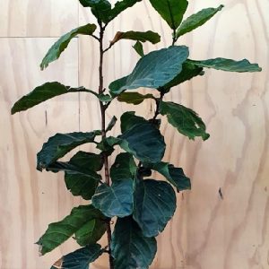 FICUS LYRATA 300MM
