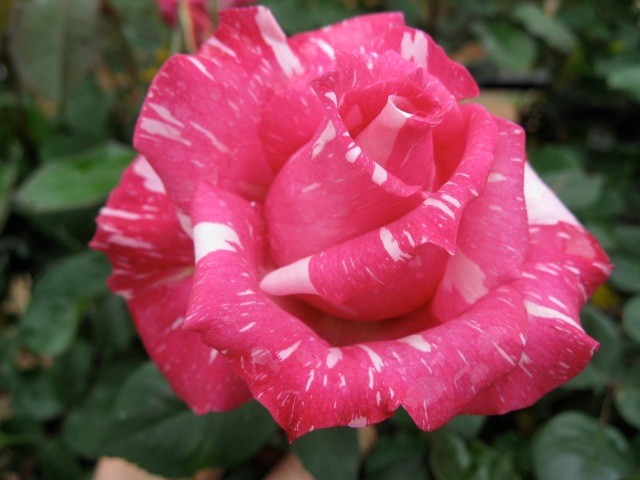 ROSE CANDY STRIPE 3FT STANDARD 250MM | The Garden Feast