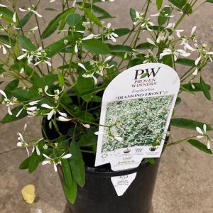 EUPHORBIA DIAMOND FROST 140MM