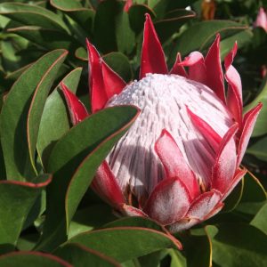 PROTEA LITTLE PRINCE 140MM