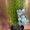 BORONIA MOONGLOW 140MM - Image 2