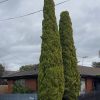 CUPRESSUS SWANES GOLDEN 200MM - Image 2