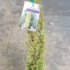 CUPRESSUS SWANES GOLDEN 200MM