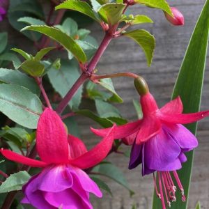 FUCHSIA 140MM