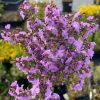PROSTANTHERA 'MINTY' 200MM