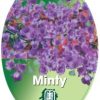 PROSTANTHERA 'MINTY' 200MM - Image 2