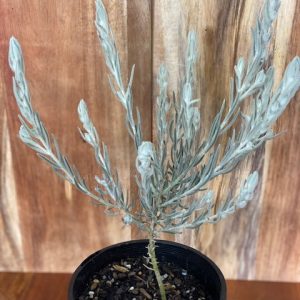 EREMOPHILA NIVEA 140MM