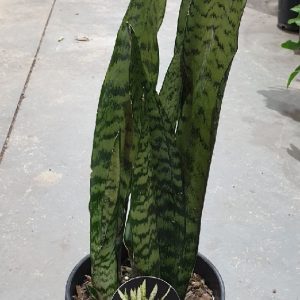SANSEVERIA 170MM