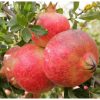 POMEGRANATE Mollar de Elche 250MM