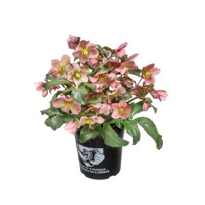 HELLEBORE ANGEL GLOW 180MM