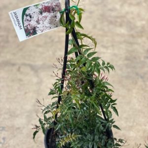 JASMINIUM POLYANTHUM 200MM