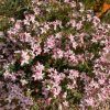 PHILOTHECA CASCADE OF STARS 140MM - Image 2