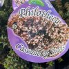 PHILOTHECA CASCADE OF STARS 140MM