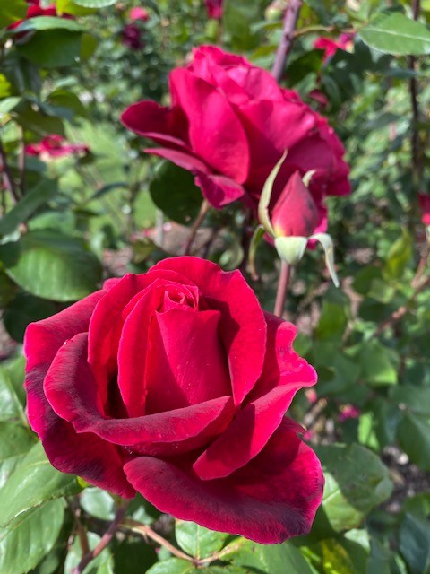 Rose Mr Lincoln Climbing 200mm The Garden Feast