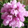 ARMERIA MARITIMA PINK 140MM - Image 2