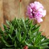 ARMERIA MARITIMA PINK 140MM - Image 3