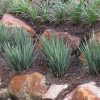 DIANELLA LITTLE REV 150MM