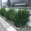 DIANELLA LITTLE REV 150MM - Image 2