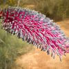 GREVILLEA PETROPHILOIDES PINK POKERS 140MM