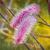 GREVILLEA PETROPHILOIDES PINK POKERS 140MM - Image 4