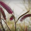 GREVILLEA PETROPHILOIDES PINK POKERS 140MM - Image 3