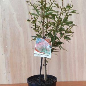 CERATOPETALUM GUMMIFERUM ALBERY'S RED 140MM