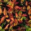 NANDINA DOMESTICA NANA 140MM