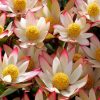 LEUCADENDRON HARVEST 140MM - Image 2