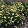 LEUCADENDRON HARVEST 140MM