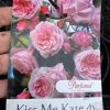 ROSE KISS ME KATE CLIMBING - Image 2