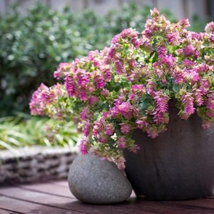 ORIGANUM BELLISSIMO 140MM