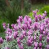 LAVENDER FROSTBERRY RUFFLES 140MM - Image 2