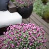 LAVENDER FROSTBERRY RUFFLES 140MM