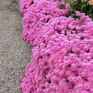 LAMPRANTHUS PINK EXPLOSION 140MM