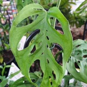 MONSTERA ADANSONII SWISS CHEESE PLANT 130MM