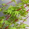 ACER PALMATUM SANGO KAKU 250MM