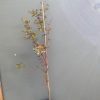 ACER PALMATUM SANGO KAKU 250MM - Image 2