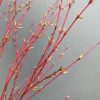 ACER PALMATUM SANGO KAKU 250MM - Image 3