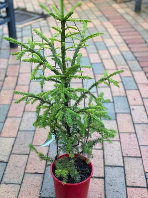 PICEA ABIES NORWAY SPRUCE 200MM