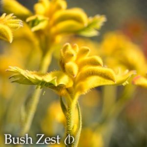 ANIGOZANTHOS BUSH ZEST 140MM