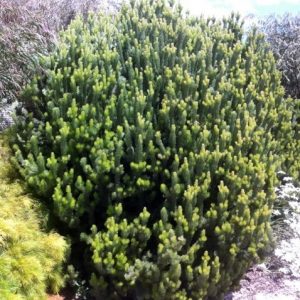 ADENANTHOS SILVER SENSATION 140MM